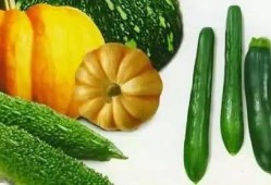 张家川吃瓜,吃瓜也能吃出风味