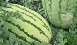 银川花式吃瓜,花式吃瓜，解锁夏日清凉新姿势