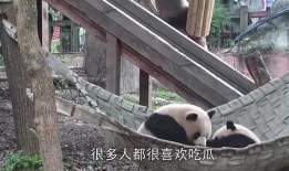 熊猫成吃瓜群众,揭秘动物界的“八卦”现象
