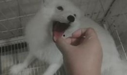 吃瓜狐狸逆水寒,吃瓜狐狸的奇幻江湖之旅