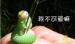 青虫吃瓜胎,自然界的奇妙生命循环