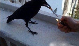 瓜哥吃瓜乌鸦喝水视频,一场趣味横生的动物奇遇记